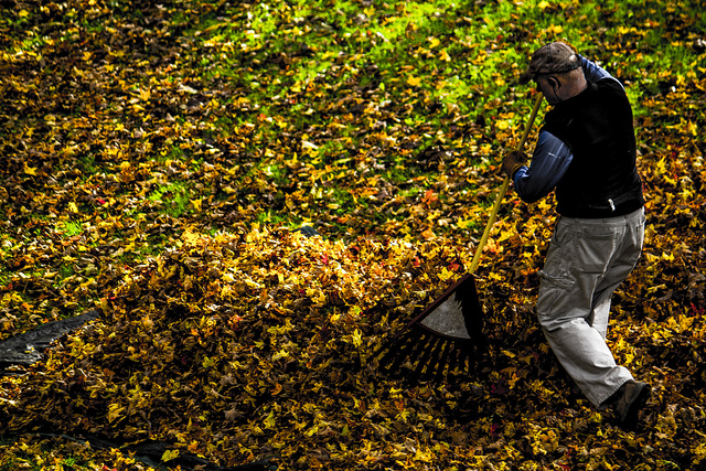 Raking leaves