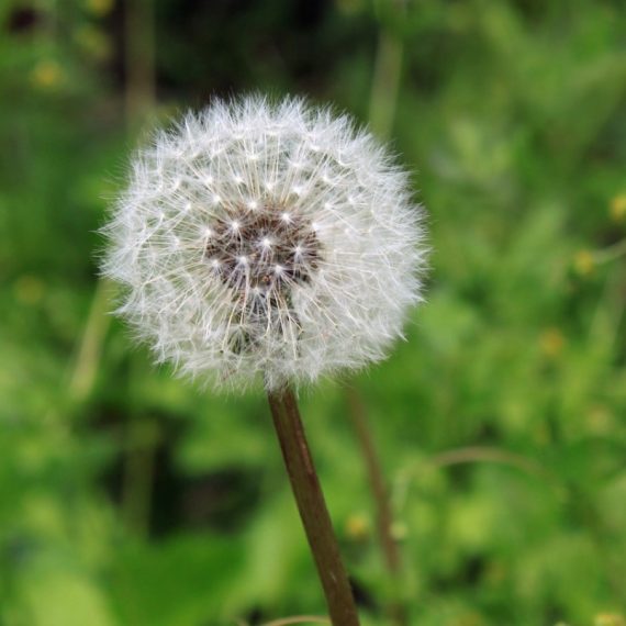 dandelion causes seasonal allergies