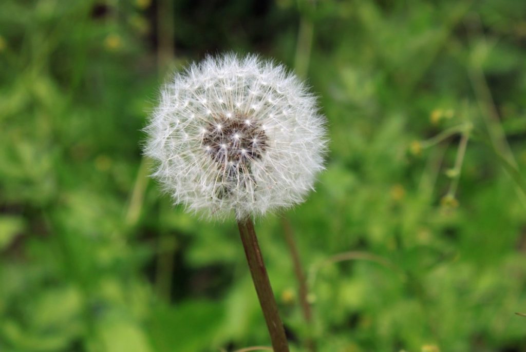 dandelion causes seasonal allergies